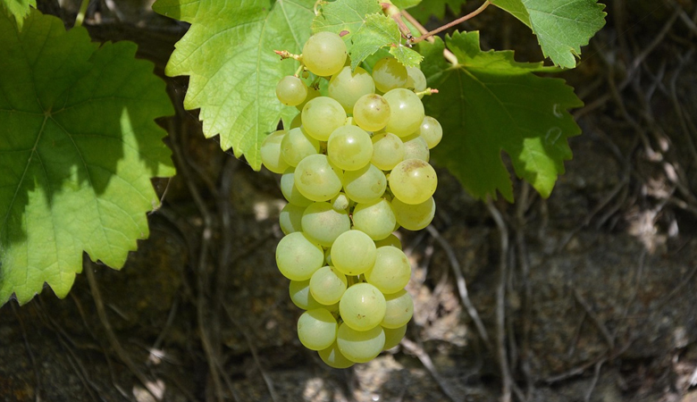 শীতে কেন আঙুর খাবেন