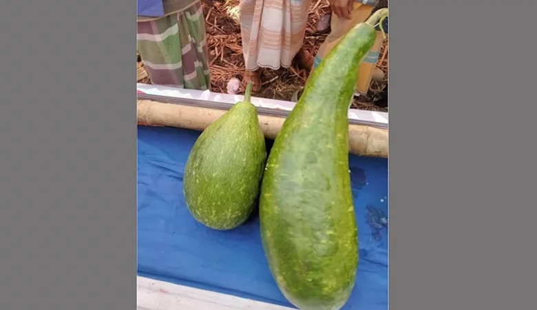 সুনামগঞ্জে এক জোড়া লাউ বিক্রি হলো ১৮ হাজার টাকায়