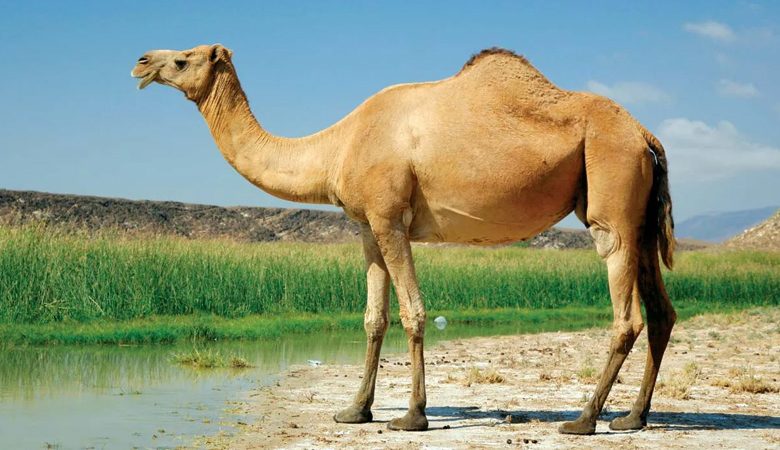 সৌদিতে উট পাসপোর্ট প্রকল্প চালু