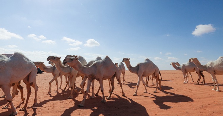 উটের জন্য ‘পাসপোর্ট’ চালু করছে সৌদি সরকার