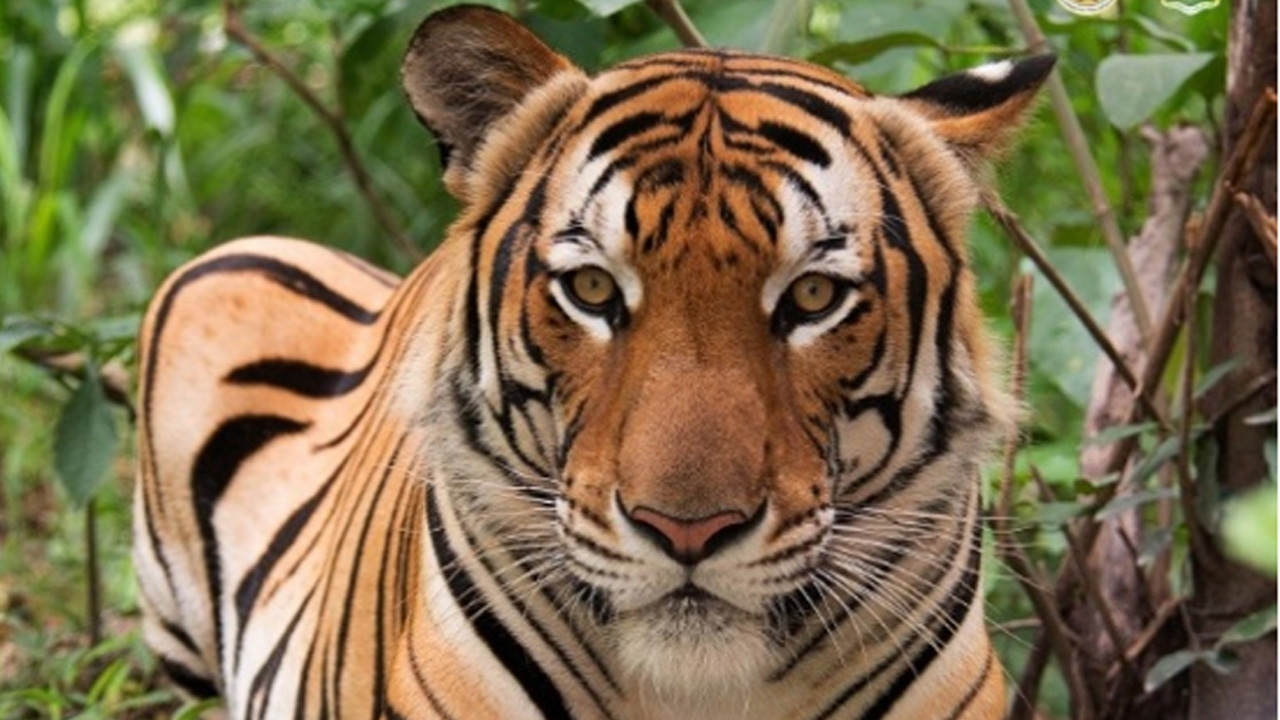 থাইল্যান্ডে ছড়িয়ে পড়া ভাইরাসে মারা যাচ্ছে বাঘ