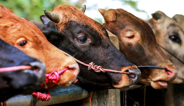 গরুর জাত অনুযায়ী মাংসের দাম নির্ধারণের দাবিতে আইনি নোটিশ