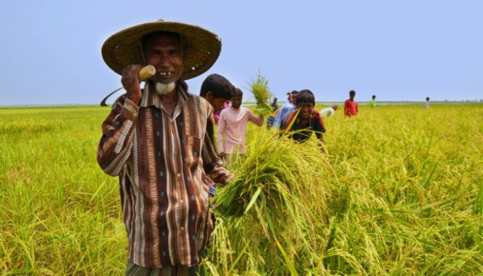 নতুন সরকারের সামনে কৃষি এখন নীতিগত পরীক্ষার ক্ষেত্র