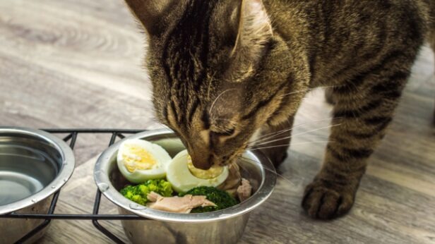 বিড়ালকে খাবার খাইয়ে দুই সপ্তাহে আয় ২৮ লাখ