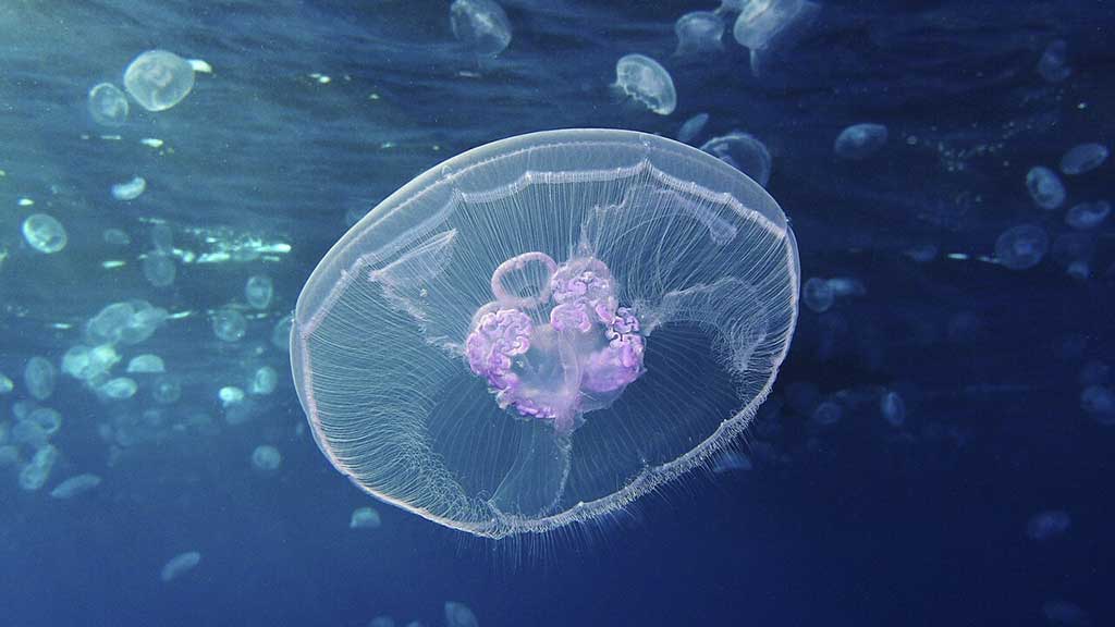 হাজার হাজার জেলিফিশ গিয়েছিল মহাকাশে