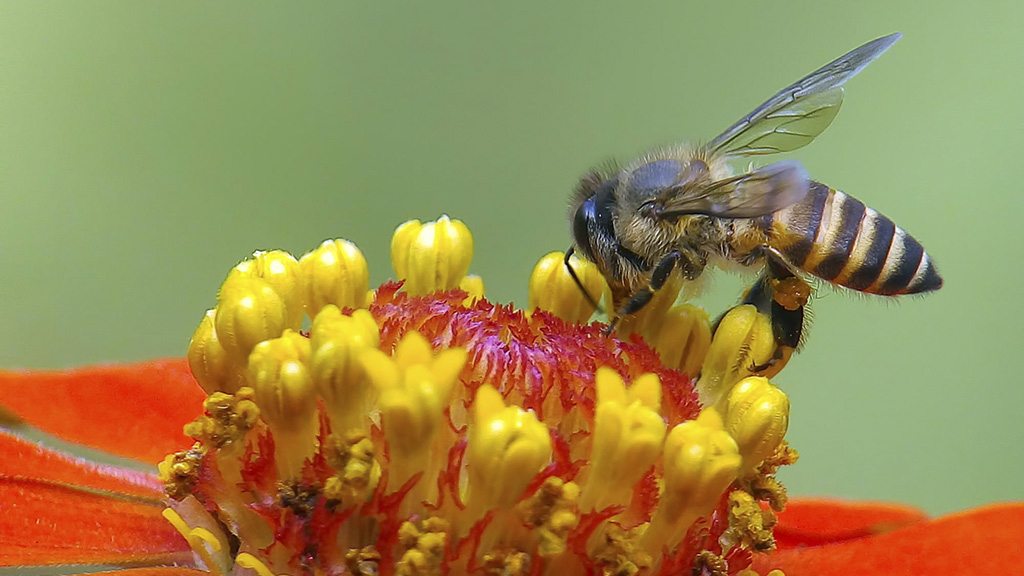 সিদ্ধান্ত নেওয়ার ক্ষমতায় মৌমাছি মানুষের মতোই ‘স্মার্ট’