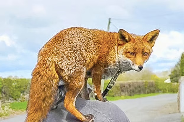 জাহাজে লুকিয়ে ইংল্যান্ড থেকে যুক্তরাষ্ট্রে শিয়াল