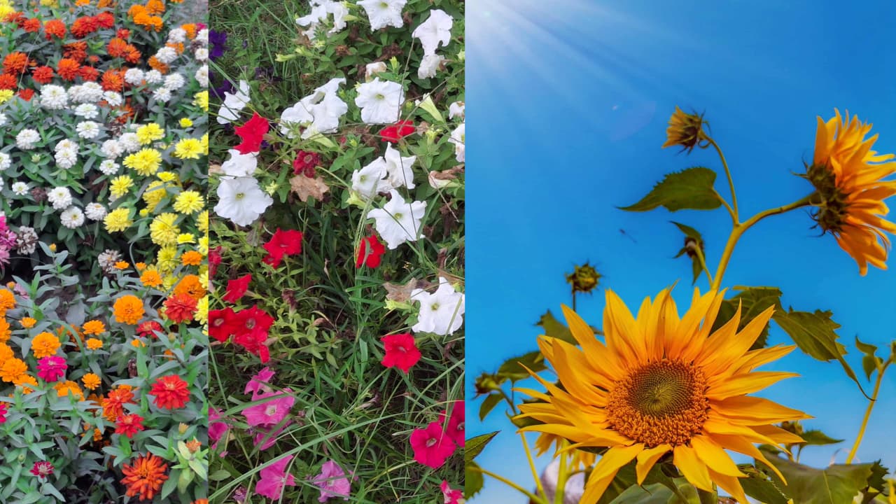 বসন্তের ফুলে সেজেছে নজরুল বিশ্ববিদ্যালয়