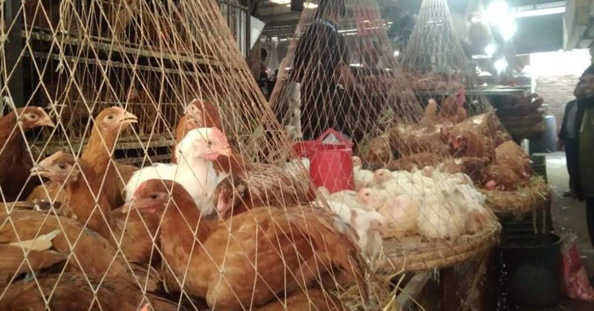 মুরগির বাজার উত্তপ্ত, তেল সবজিও চড়া