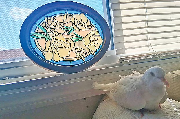 যুক্তরাষ্ট্রের এই ঘুঘু পাখির বয়স ৪৪ বছর