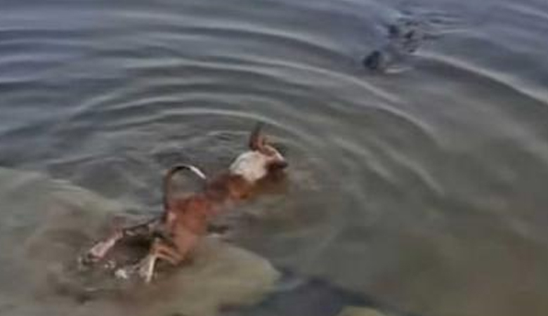 কুমিরের মুখে কুকুরের ভাইরাল ভিডিও নিয়ে যা জানা গেল