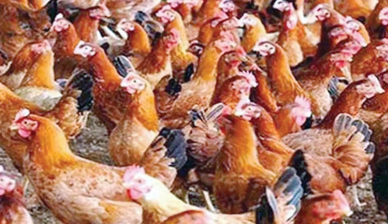 বাড়লো সোনালি মুরগির দাম, রয়েছে সরবরাহ সংকট