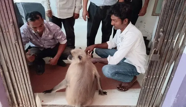 যশোরে চিকিৎসা নিতে হাসপাতালে হনুমান