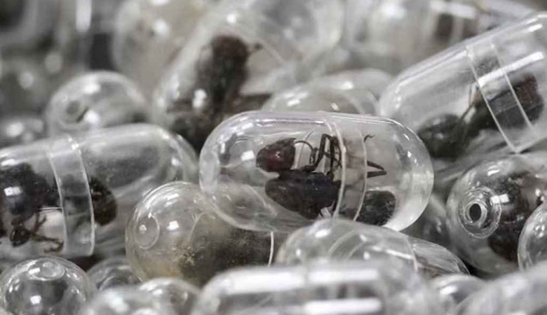 পিঁপড়া পাচারে চীনা নাগরিকের কারাদণ্ড