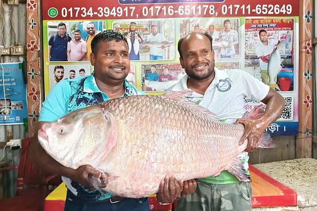 পদ্মায় কাতলা-রুই বিক্রি লাখ টাকার বেশি