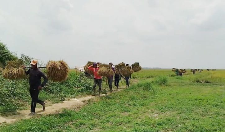 হাওরে ধান বিক্রিতে নতুন জুলুম ৪৫ কেজিতে মণ