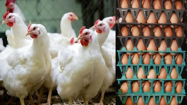 অস্থির নিত্যপণ্যের বাজারে ডিমের দাম চড়েছে, মুরগির পড়েছে