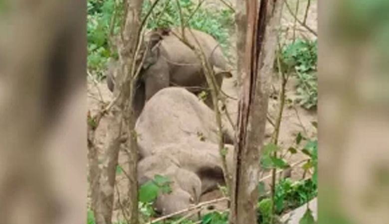 অসুস্থ বন্যহাতির মৃত্যু, পাশে দাঁড়িয়ে শোকে কাতর স্ত্রী হাতি