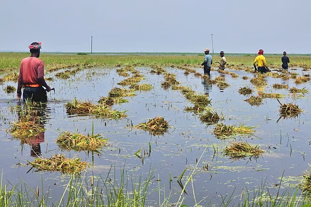 হাওরে তলিয়ে যাচ্ছে পাকা ধান