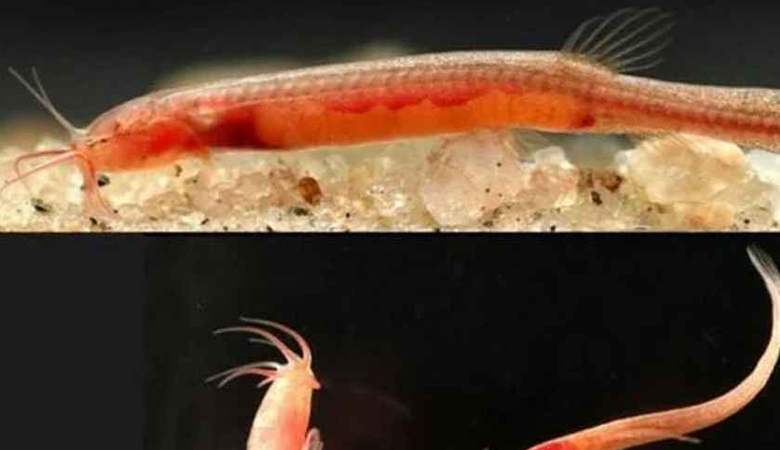 মাটির নিচে নতুন মাছের সন্ধান, বিস্মিত বিজ্ঞানীরা