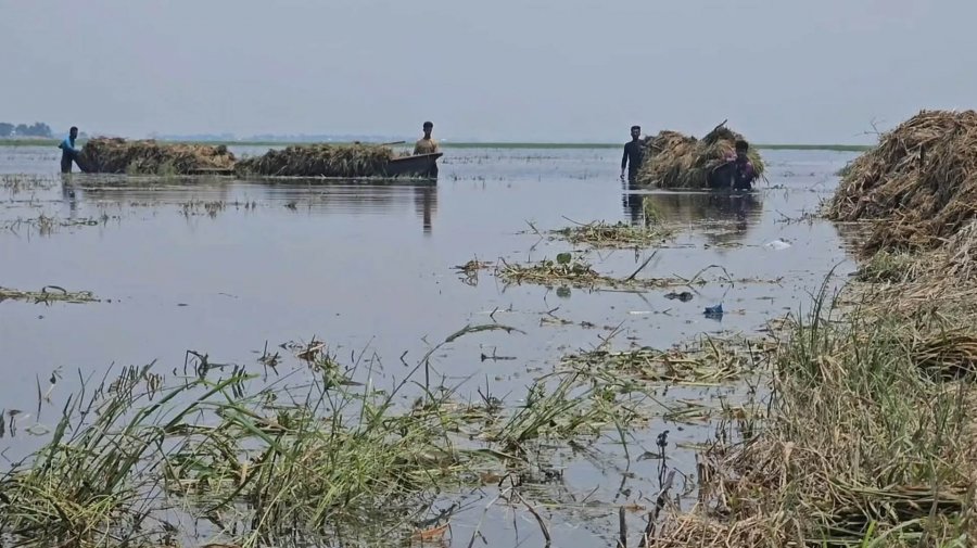 টানা বৃষ্টি ও উজানের ঢল  হাওরজুড়ে সর্বনাশা বিপর্যয়