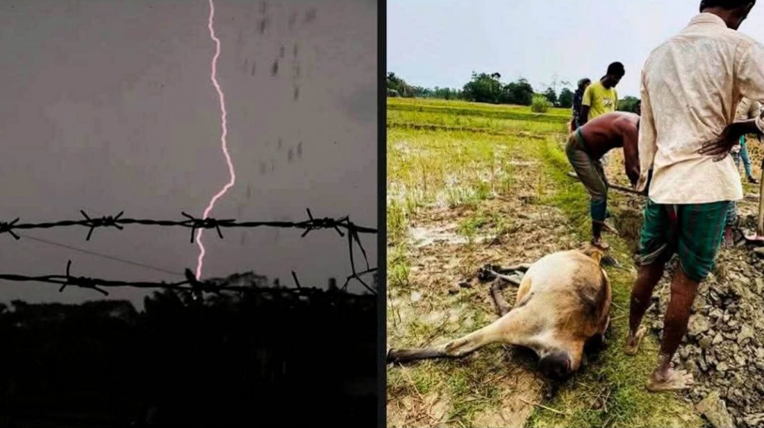 বজ্রপাতে পটুয়াখালীতে ৩৫ গরুর মৃত্যু