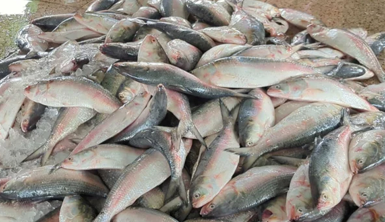 মধ্যরাতে শেষ নিষেধাজ্ঞা, বাজারে ফিরছে ইলিশ