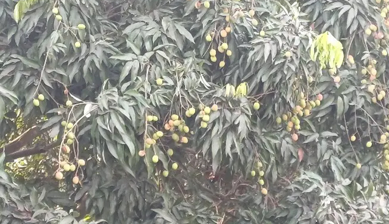 মেহেরপুরে ৮০০ হেক্টরে লিচু আবাদ, বাম্পার ফলনের আশা