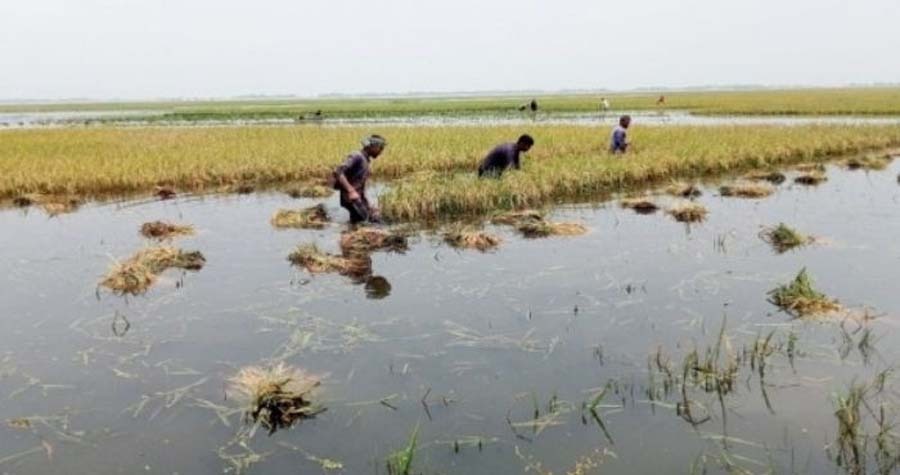 অকাল বন্যার থাবায় হাওরাঞ্চল, কৃষকের হাহাকার ও রাষ্ট্রের করণীয়