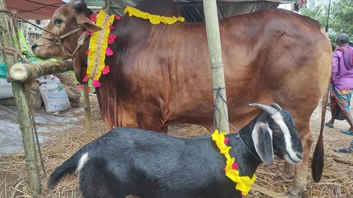দেশে দুই বছরে কমেছে সাড়ে ৬ লাখ গরু-ছাগল