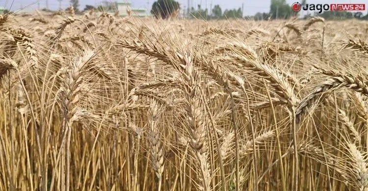 দ্বিগুণ ফলনের পাঁচ জাতের গম উদ্ভাবনে মিলছে অভাবনীয় সাফল্য
