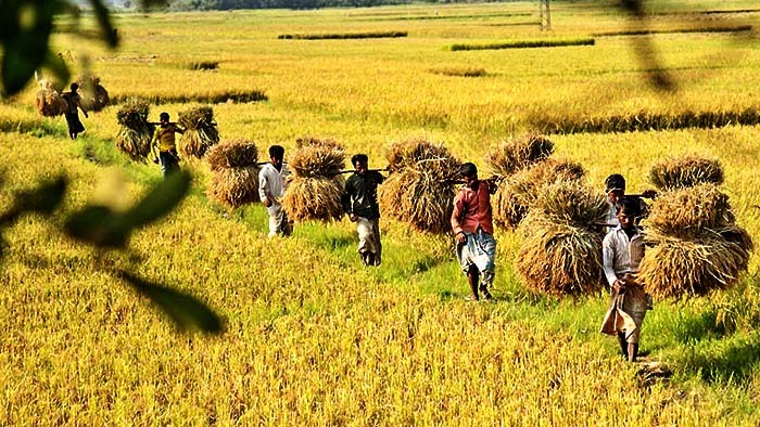 নগদ অর্থ ও ঋণের চাপে কম দামে ধান বিক্রিতে বাধ্য হন কৃষক