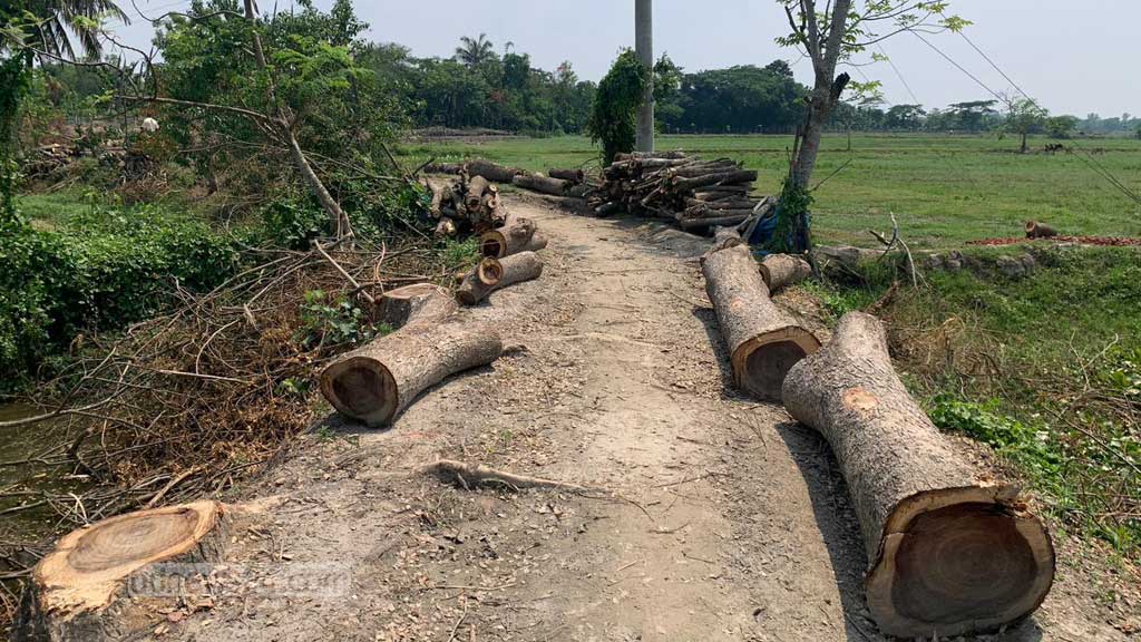 খুলনায় দরপত্র ছাড়াই সড়কের দুই শতাধিক গাছ কাটার অভিযোগ