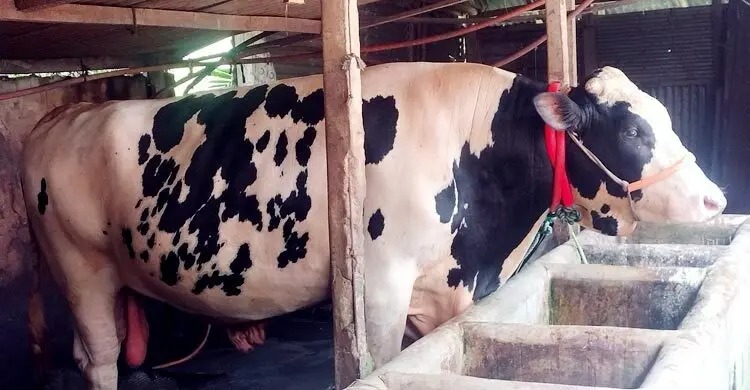 চার বছরে একদিনও গোয়ালঘর থেকে বের হয়নি ‘জমিদার’