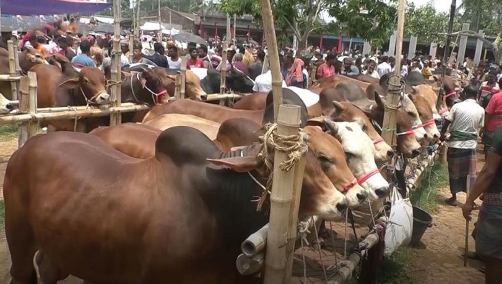 কম দামে গরুর হাট ইজারা নিয়ে বিতর্ক