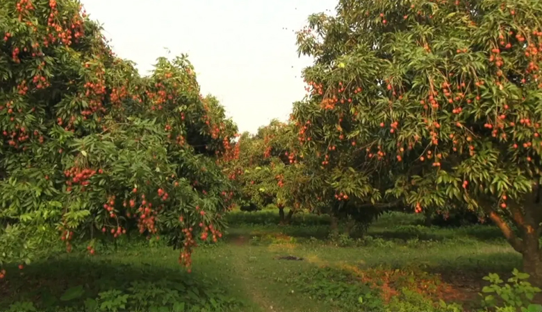 ২০০ গাছের লিচুবাগান সবার জন্য উন্মুক্ত, খাওয়া যাবে ইচ্ছেমতো