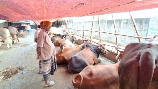 পোস্তগোলা হাটে গরু বাড়লেও ক্রেতা কম