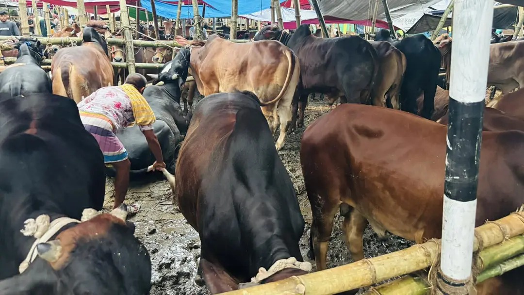 পশুর হাটে দাম-চাপ-জলাবদ্ধতায় টানাপোড়েন