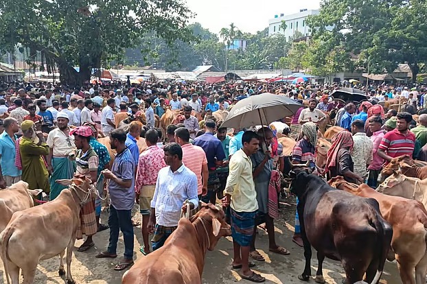 জামালপুরে পশুর হাটে মহিষের আক্রমণে দুজন নিহত