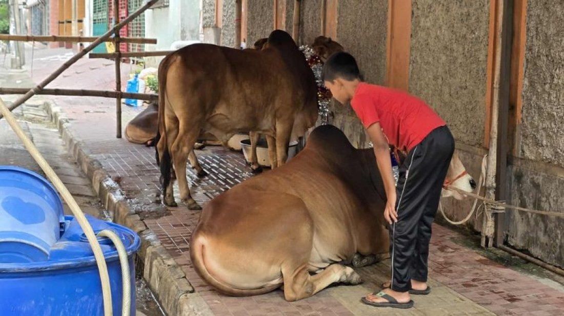 কোরবানির জন্য ৩৫৭ স্থান নির্ধারণ করে দিলো ঢাকা দক্ষিণ সিটি