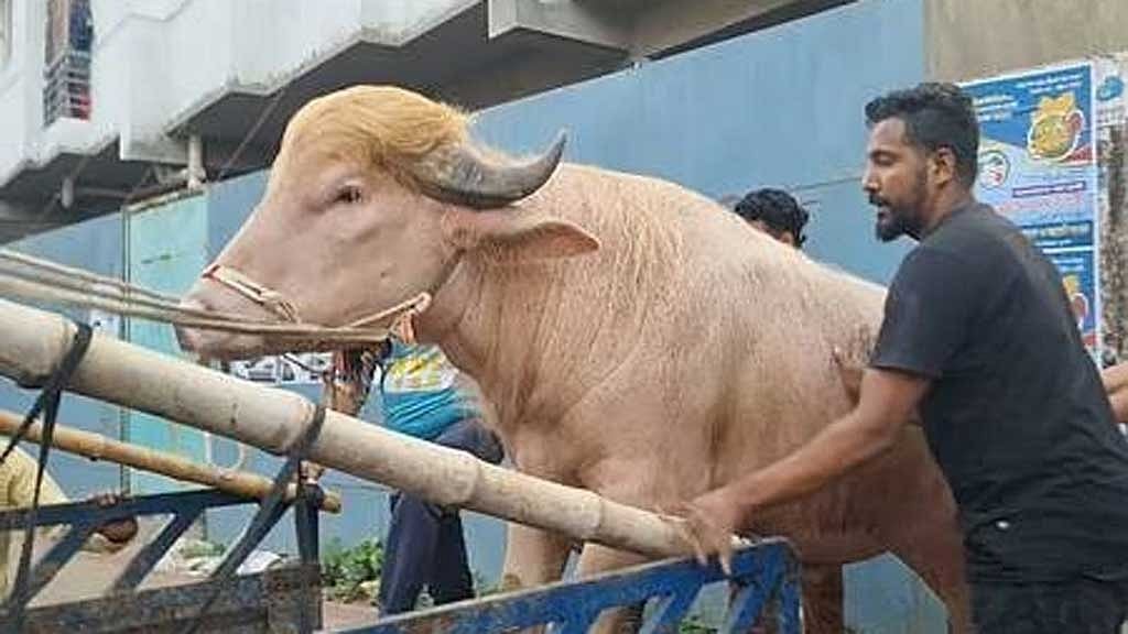 আলোচিত মহিষ ‘ডোনাল্ড ট্রাম্প’-এর ঠিকানা হচ্ছে চিড়িয়াখানায়