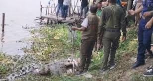 মাজারের কুমির অপসারণে ক্ষোভ, ফেরতের দাবি