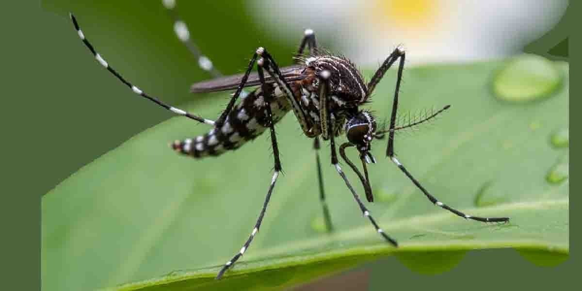 ডেঙ্গু মৌসুম আসন্ন, বাড়ছে আতঙ্ক