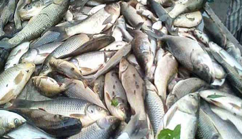 মাছ চাষে বিশ্বসেরা পাঁচে বাংলাদেশ, শীর্ষে চীন