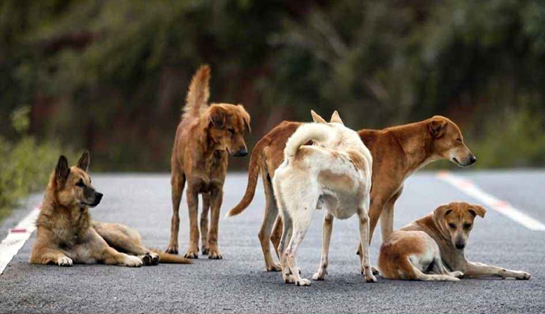 হঠাৎ তুরস্কের রাস্তা থেকে গায়েব ১২ লাখ কুকুর!