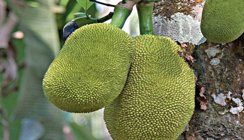 আজ কাঁঠাল দিবস