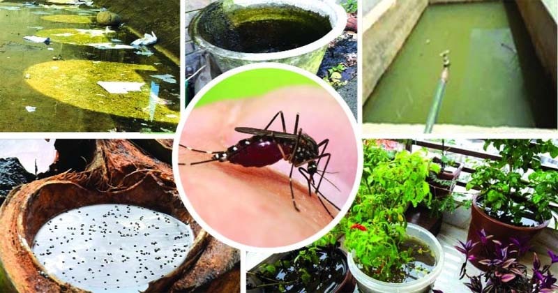 ডেঙ্গু পরিস্থিতি ও আমাদের করণীয়