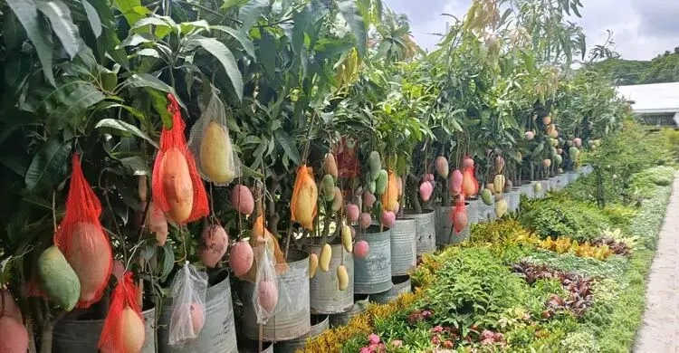 বৃক্ষমেলায় হাজার রকমের সবুজ গাছ, আমের রাজ্যে বিরল সব জাত