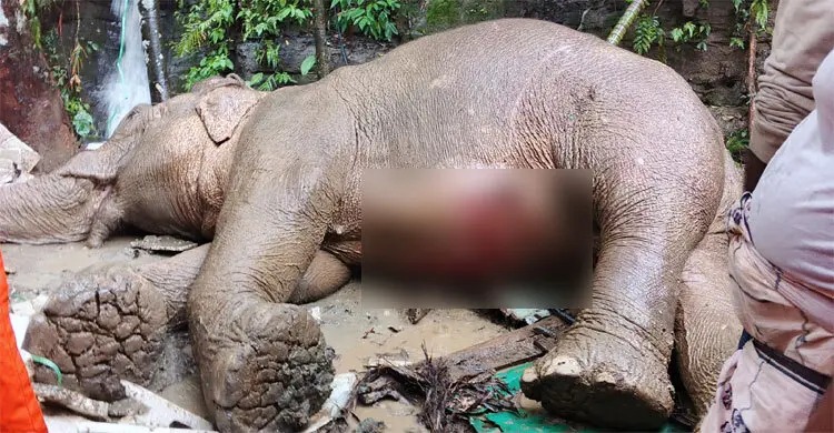 টেকনাফে পাহাড় থেকে পড়ে আহত মা হাতির মৃত্যু