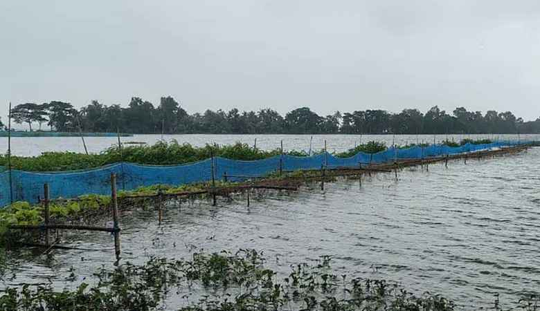 টানা বৃষ্টিতে ভবদহে জলাবদ্ধতা, প্লাবিত ২২০ মাছের ঘের